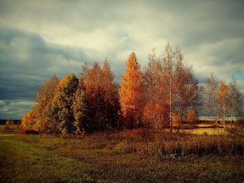 Trees on grassy field against cloudy sky