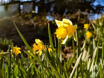 Close-up of yellow flowering plant on field