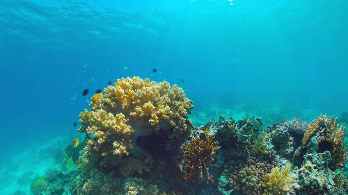 Beautiful underwater landscape with tropical fishes and corals. life coral reef. 