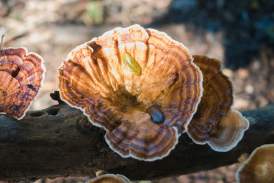 Close-up of seashell on sea shore