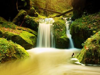 Scenic view of waterfall in forest