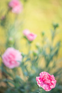 Close-up of pink roses