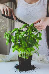 Midsection of woman cutting basil leaves