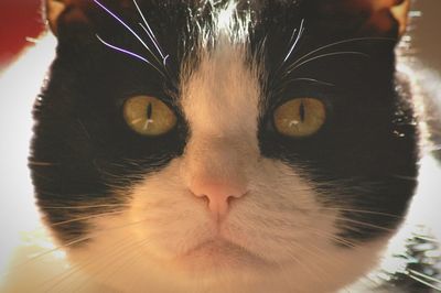 Close-up portrait of cat