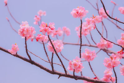 Low angle view of yellow flowering plant against sky