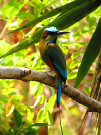 Bird perching on branch