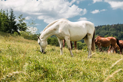 Horses grazing in a field