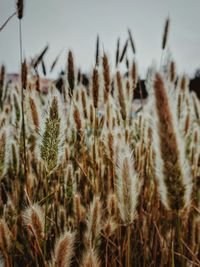 Close-up of stalks in field against sky