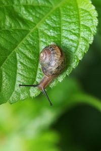 Close-up of snail on leaf