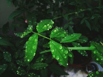 Close-up of wet plant
