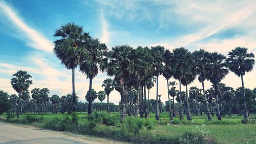 Palm trees on field against sky