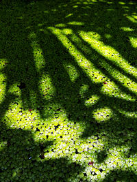 Full frame shot of tree on field