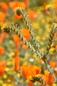 Close-up of orange flowering plants on field