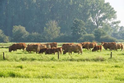 Cows grazing on field