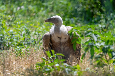 Duck in a field