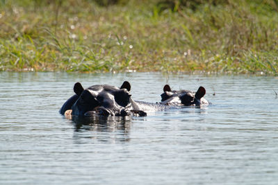 Ducks swimming in lake