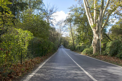 Empty road along trees