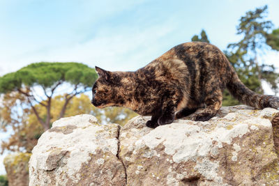 Side view of a cat looking away