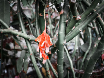 Close-up of orange leaves on branch