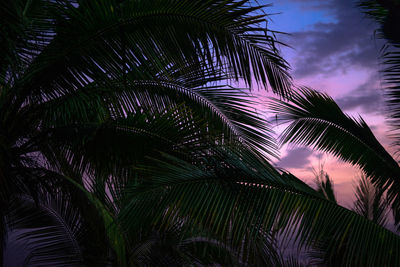 Low angle view of palm trees against sky