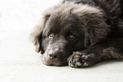 Newfoundland puppy laying down on a bright background with negative space to the left