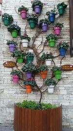 Potted plants hanging against wall