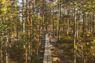 Path at lahemaa national park in estonia early morning in autumn