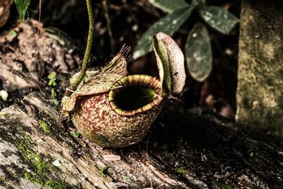 Close-up of nepenthes on tree