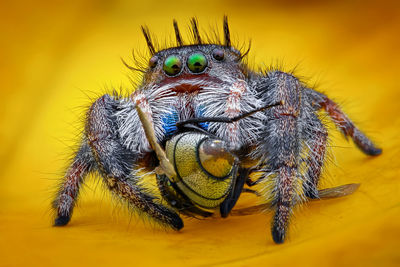 Close-up of spider