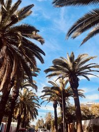 Palm trees against sky