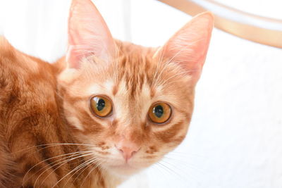 Close-up portrait of cat