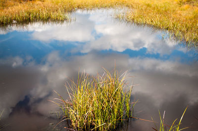 Close-up of plants growing by lake against sky