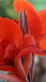 Close-up of red flower