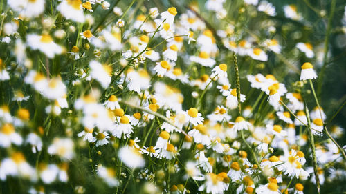 Close-up of yellow flowering plant leaves