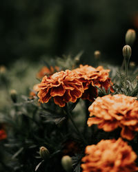 Close-up of orange flowering plant