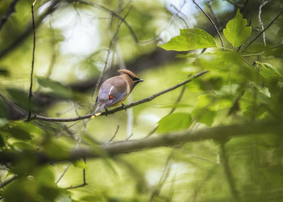 Low angle view of bird perching on branch