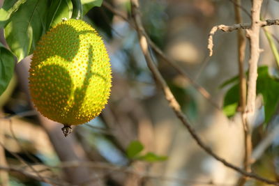 Close-up of fruit growing on tree