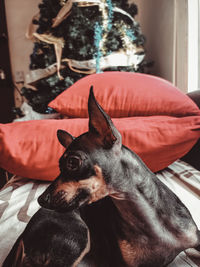 Dog relaxing on sofa at home