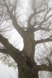 Low angle view of bare tree