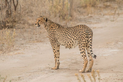 View of a cat on land