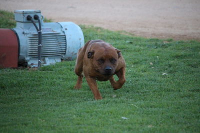 Dog with ball on field