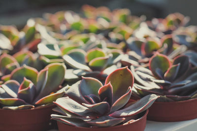 Close up potted succulent plants under sunlight concept photo