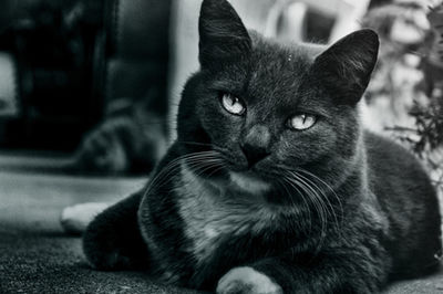 Close-up portrait of cat