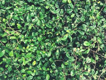 Full frame shot of fresh green plants