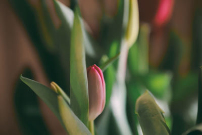 Close-up of pink tulip