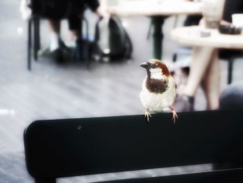 Close-up of bird perching on floor