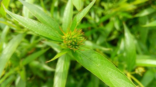 Close-up of plant