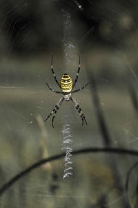 Close-up of spider and web