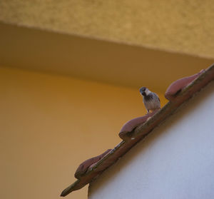 Low angle view of bird perching on wall