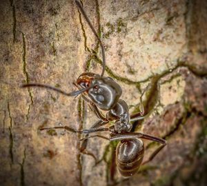 Close-up of insect on tree trunk